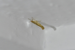 Pyroderces apparitella