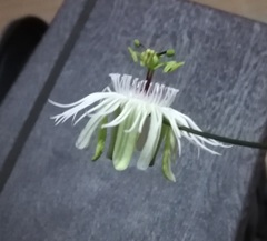 Passiflora misera