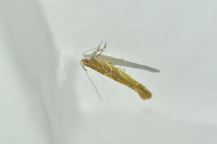 Pyroderces apparitella