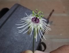 Passiflora misera