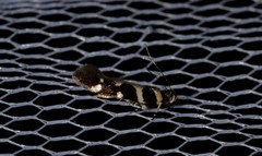 Macrobathra bigerella