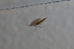Pyroderces apparitella