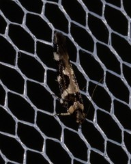 Macrobathra bigerella