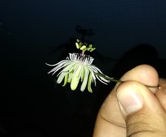 Passiflora misera