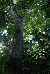 Ficus insipida
