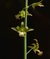 Eulophia andamanensis
