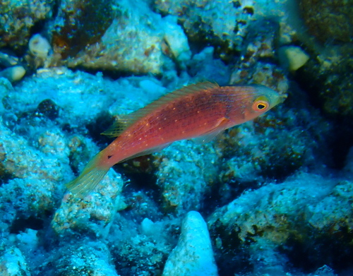 Cirrhilabrus scottorum observed 2025-09-21