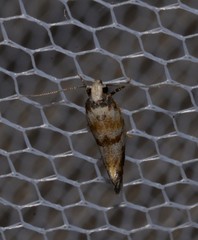 Bathrosterra calotropha