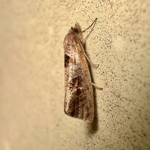 Triangle-backed Pelochrista Moth (Pelochrista dorsisignatana)