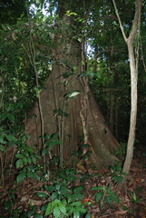 Ficus insipida
