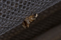 Bathrosterra calotropha