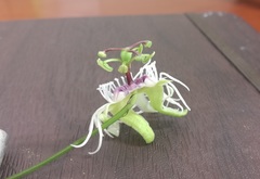 Passiflora misera