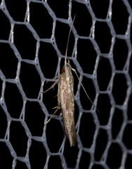 Pyroderces