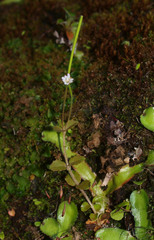 Epilobium rotundifolium