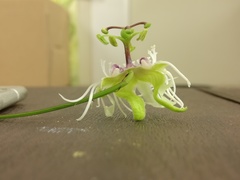 Passiflora misera