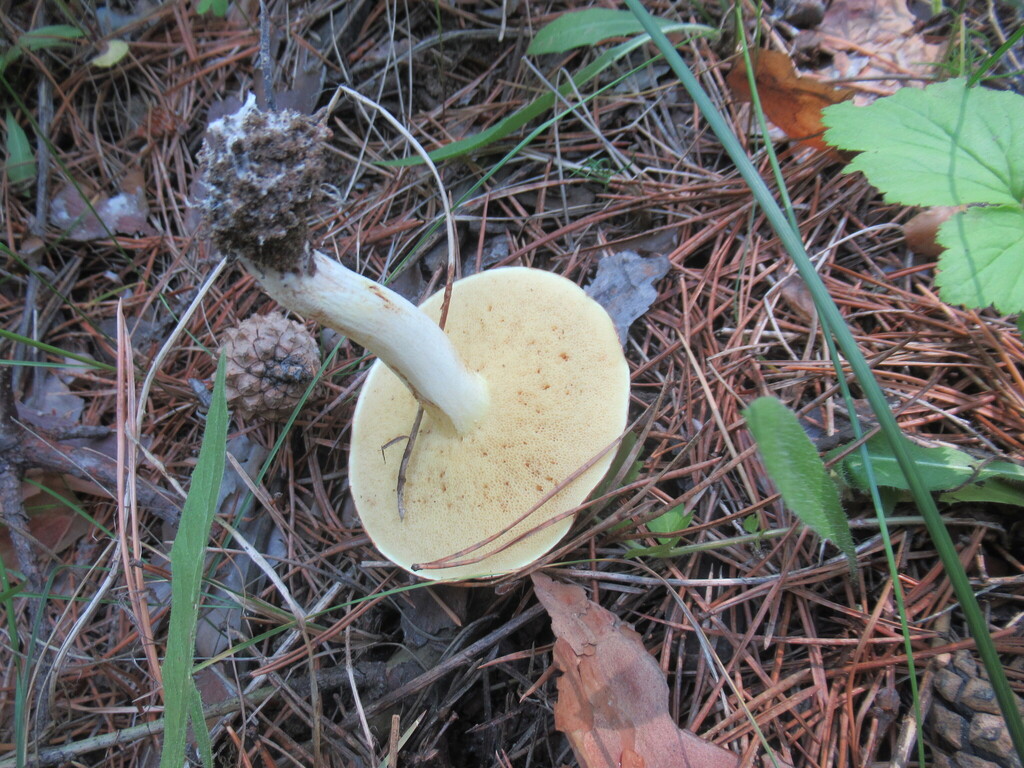 Suillus granulatus · July 2025 · photo: © smsergey (iNaturalist, cc-by-nc)