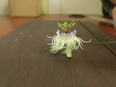 Passiflora misera