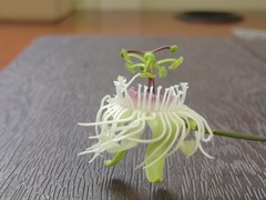 Passiflora misera