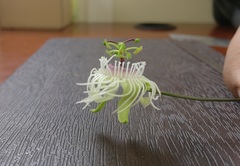 Passiflora misera