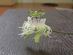 Passiflora misera