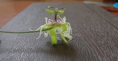 Passiflora misera