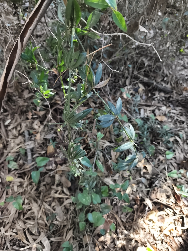 Wild Madder