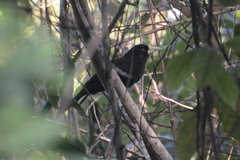 Amblycercus holosericeus
