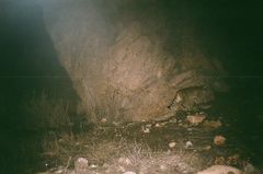 Felis lybica ornata