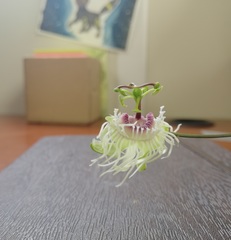 Passiflora misera