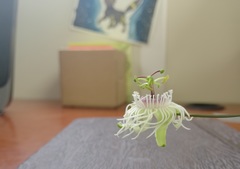 Passiflora misera