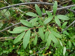 Lonicera caerulea edulis