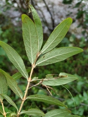 Lonicera caerulea edulis