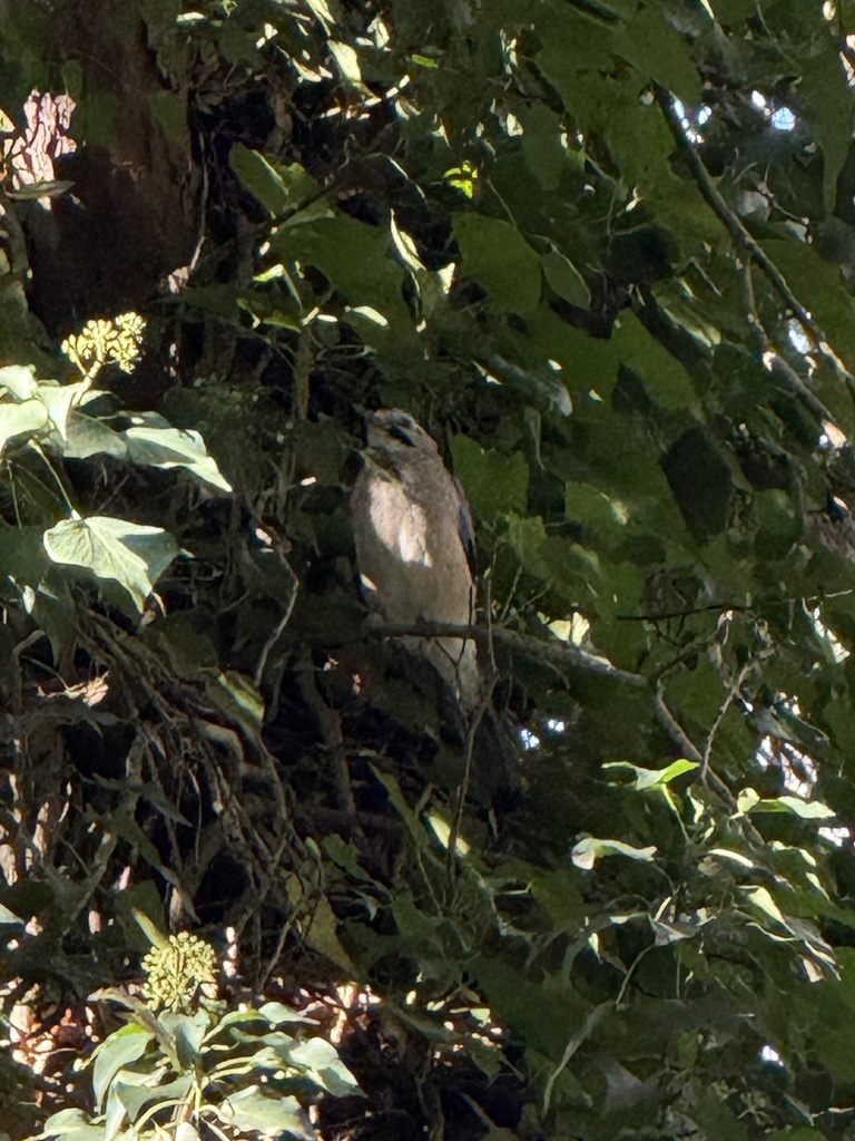 Eurasian Jay
