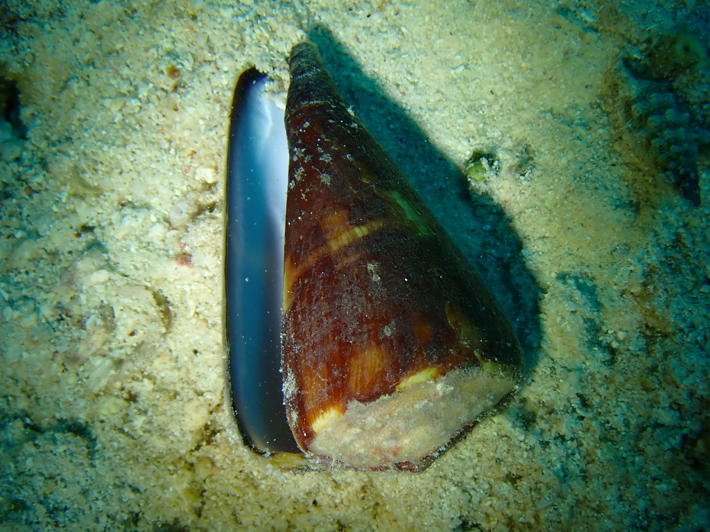 Flag cone