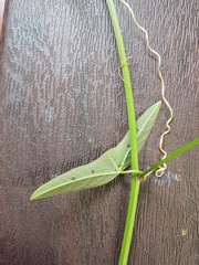 Passiflora misera