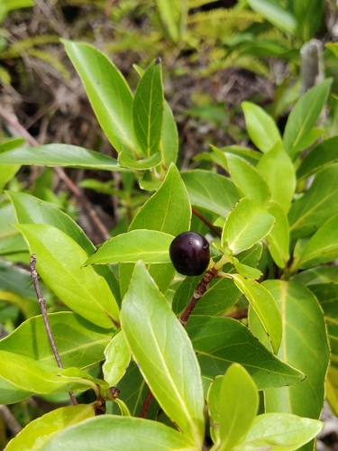 Timonius nitidus