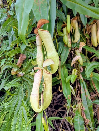 Indian pitcher plant (Nepenthes khasiana)