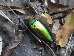 Sternocera