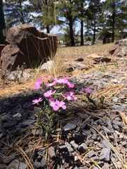 Phlox woodhousei