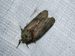 Oedemasia concinna