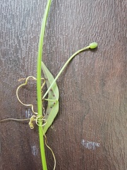 Passiflora misera