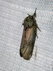 Oedemasia concinna