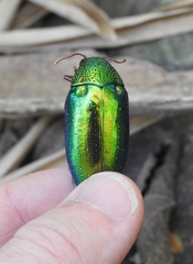 Sternocera