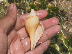Brunneifusus ternatanus