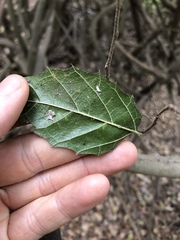 Aphananthe philippinensis