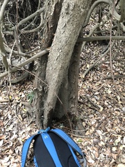 Aphananthe philippinensis