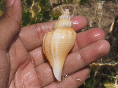 Brunneifusus ternatanus