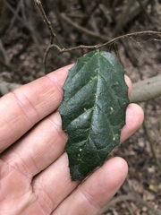 Aphananthe philippinensis