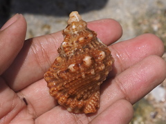 Bursidae