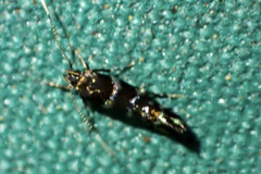 Stagmatophora argyrostrepta
